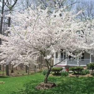 CHUXAY GARDEN 5 Seeds Yoshino Cherry Tree Seeds,Prunus Yedoensis,Japanese Flowering Cherry, Potomac Cherry,Tokyo Cherry Elegant Weeping Flowering Trees Privacy Screen Striking Landscaping Plant