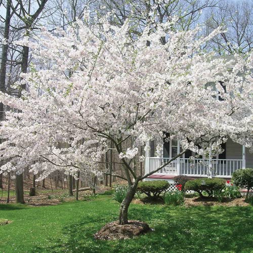 CHUXAY GARDEN 5 Seeds Yoshino Cherry Tree Seeds,Prunus Yedoensis,Japanese Flowering Cherry, Potomac Cherry,Tokyo Cherry Elegant Weeping Flowering Trees Privacy Screen Striking Landscaping Plant