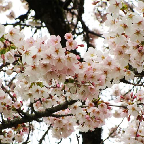 CHUXAY GARDEN 5 Seeds Yoshino Cherry Tree Seeds,Prunus Yedoensis,Japanese Flowering Cherry, Potomac Cherry,Tokyo Cherry Elegant Weeping Flowering Trees Privacy Screen Striking Landscaping Plant