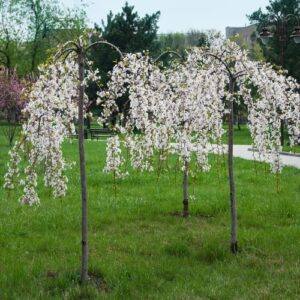 CHUXAY GARDEN 5 Seeds Yoshino Cherry Tree Seeds,Prunus Yedoensis,Japanese Flowering Cherry, Potomac Cherry,Tokyo Cherry Elegant Weeping Flowering Trees Privacy Screen Striking Landscaping Plant