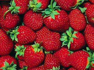 fort laramie everbearing strawberry 25 bare root plants – hardiest everbearer