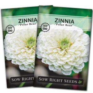 sow right seeds – zinnia polar bear flower seeds for planting – beautiful flowers to plant in your home garden – non-gmo heirloom seeds – white blooms attract pollinators – great gardening gift (2)
