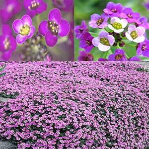 BIG PACK - (60,000+) Alyssum Royal Carpet Seeds - Fragrant Lobularia maritima - Attracts Honey Bees, Butterfly - Ground Cover for Zones 3+ Flower Seeds By MySeeds.Co (Big Pack - Alyssum Royal Carpet)