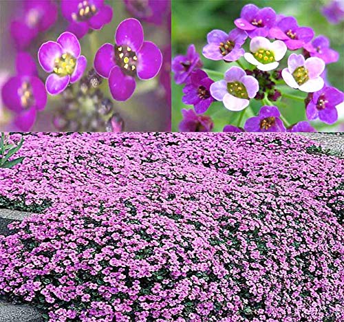 BIG PACK - (60,000+) Alyssum Royal Carpet Seeds - Fragrant Lobularia maritima - Attracts Honey Bees, Butterfly - Ground Cover for Zones 3+ Flower Seeds By MySeeds.Co (Big Pack - Alyssum Royal Carpet)