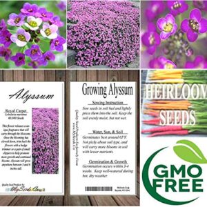 BIG PACK - (60,000+) Alyssum Royal Carpet Seeds - Fragrant Lobularia maritima - Attracts Honey Bees, Butterfly - Ground Cover for Zones 3+ Flower Seeds By MySeeds.Co (Big Pack - Alyssum Royal Carpet)