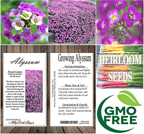 BIG PACK - (60,000+) Alyssum Royal Carpet Seeds - Fragrant Lobularia maritima - Attracts Honey Bees, Butterfly - Ground Cover for Zones 3+ Flower Seeds By MySeeds.Co (Big Pack - Alyssum Royal Carpet)