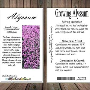 BIG PACK - (60,000+) Alyssum Royal Carpet Seeds - Fragrant Lobularia maritima - Attracts Honey Bees, Butterfly - Ground Cover for Zones 3+ Flower Seeds By MySeeds.Co (Big Pack - Alyssum Royal Carpet)