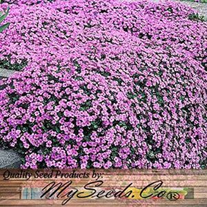 BIG PACK - (60,000+) Alyssum Royal Carpet Seeds - Fragrant Lobularia maritima - Attracts Honey Bees, Butterfly - Ground Cover for Zones 3+ Flower Seeds By MySeeds.Co (Big Pack - Alyssum Royal Carpet)