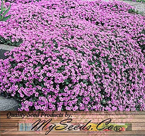 BIG PACK - (60,000+) Alyssum Royal Carpet Seeds - Fragrant Lobularia maritima - Attracts Honey Bees, Butterfly - Ground Cover for Zones 3+ Flower Seeds By MySeeds.Co (Big Pack - Alyssum Royal Carpet)