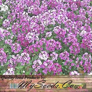 BIG PACK - (60,000+) Alyssum Royal Carpet Seeds - Fragrant Lobularia maritima - Attracts Honey Bees, Butterfly - Ground Cover for Zones 3+ Flower Seeds By MySeeds.Co (Big Pack - Alyssum Royal Carpet)