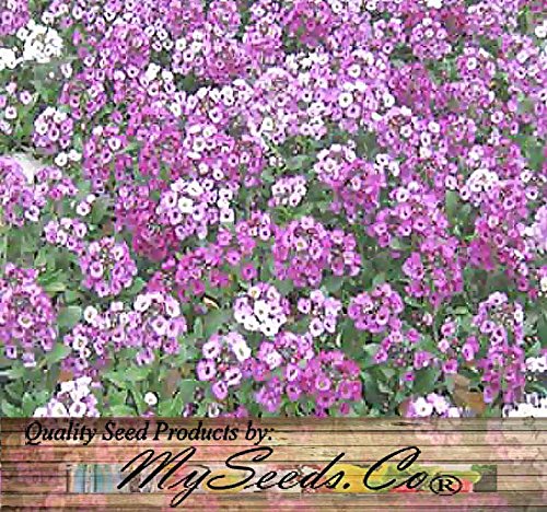 BIG PACK - (60,000+) Alyssum Royal Carpet Seeds - Fragrant Lobularia maritima - Attracts Honey Bees, Butterfly - Ground Cover for Zones 3+ Flower Seeds By MySeeds.Co (Big Pack - Alyssum Royal Carpet)