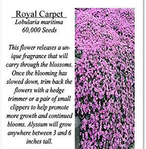 BIG PACK - (60,000+) Alyssum Royal Carpet Seeds - Fragrant Lobularia maritima - Attracts Honey Bees, Butterfly - Ground Cover for Zones 3+ Flower Seeds By MySeeds.Co (Big Pack - Alyssum Royal Carpet)