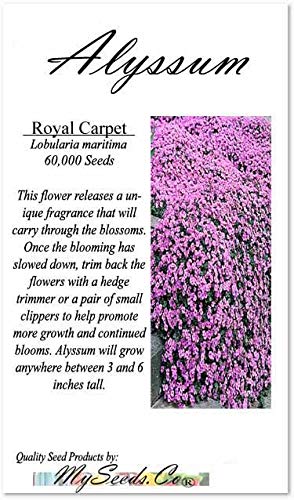 BIG PACK - (60,000+) Alyssum Royal Carpet Seeds - Fragrant Lobularia maritima - Attracts Honey Bees, Butterfly - Ground Cover for Zones 3+ Flower Seeds By MySeeds.Co (Big Pack - Alyssum Royal Carpet)