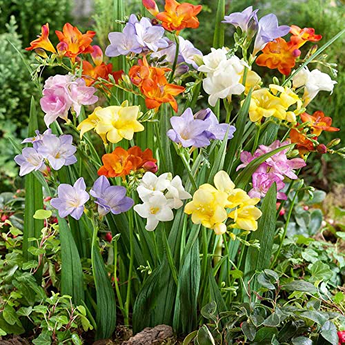 Outsidepride Freesia Garden Cut Flower Seed Mix for Vases, Bouquets - 50 Seeds