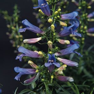 outsidepride perennial penstemon electric blue garden flowers attracting butterflies & hummingbirds – 25 seeds