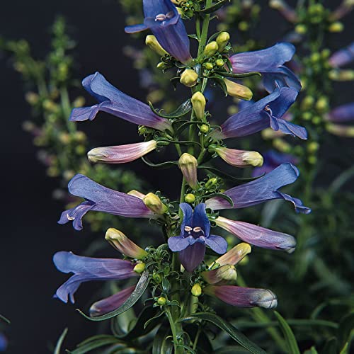 Outsidepride Perennial Penstemon Electric Blue Garden Flowers Attracting Butterflies & Hummingbirds - 25 Seeds