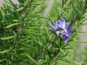 rosemary (rosmarinus officinalis) 100mg seeds for planting, dew of the sea, sea dew, elf leaf, guardrobe, incensier, compass weed, and polar plant, open pollinated, non gmo, vegetable garden