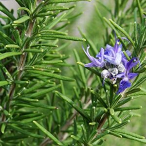 Rosemary (Rosmarinus officinalis) 100mg Seeds for Planting, Dew of The Sea, Sea Dew, Elf Leaf, Guardrobe, Incensier, Compass Weed, and Polar Plant, Open Pollinated, Non GMO, Vegetable Garden