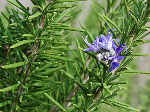 Rosemary (Rosmarinus officinalis) 100mg Seeds for Planting, Dew of The Sea, Sea Dew, Elf Leaf, Guardrobe, Incensier, Compass Weed, and Polar Plant, Open Pollinated, Non GMO, Vegetable Garden