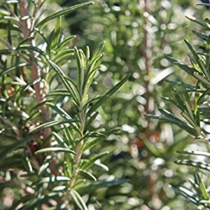 Rosemary (Rosmarinus officinalis) 100mg Seeds for Planting, Dew of The Sea, Sea Dew, Elf Leaf, Guardrobe, Incensier, Compass Weed, and Polar Plant, Open Pollinated, Non GMO, Vegetable Garden