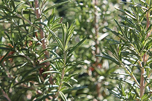 Rosemary (Rosmarinus officinalis) 100mg Seeds for Planting, Dew of The Sea, Sea Dew, Elf Leaf, Guardrobe, Incensier, Compass Weed, and Polar Plant, Open Pollinated, Non GMO, Vegetable Garden