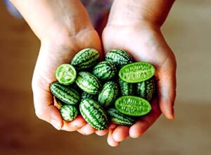 mouse melon seeds | 20 seeds | grow this exotic and rare garden fruit | cucamelon seeds, tiny fruit to grow