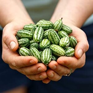 Mouse Melon Seeds | 20 Seeds | Grow This Exotic and Rare Garden Fruit | Cucamelon Seeds, Tiny Fruit to Grow