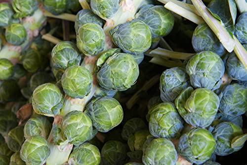 Long Island Improved Brussels Sprout Seeds for Planting, 200+ Heirloom Seeds Per Packet, (Isla's Garden Seeds), Non GMO Seeds, Botanical Name: Brassica oleracea, Isla's Garden Seeds