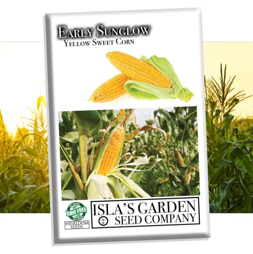 Early Sunglow Sweet Yellow Corn Seeds for Planting, 50+ Seeds Per Packet, (Isla's Garden Seeds), Non GMO Seeds, Botanical Name: Zea mays, Delicious Corn Variety, Great Home Garden Gift