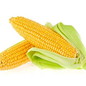 Early Sunglow Sweet Yellow Corn Seeds for Planting, 50+ Seeds Per Packet, (Isla's Garden Seeds), Non GMO Seeds, Botanical Name: Zea mays, Delicious Corn Variety, Great Home Garden Gift