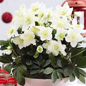 QAUZUY GARDEN 20+ Seeds Lenten Christmas Rose Seeds Black Hellebore (Helleborus Niger) Seeds- Perennial Evergreen Winter Flower - Easy to Grow