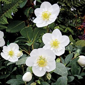 QAUZUY GARDEN 20+ Seeds Lenten Christmas Rose Seeds Black Hellebore (Helleborus Niger) Seeds- Perennial Evergreen Winter Flower - Easy to Grow