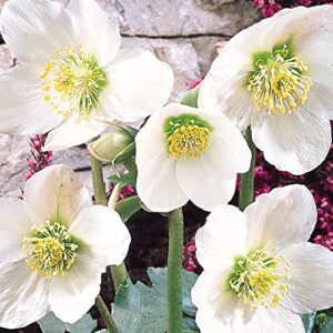 QAUZUY GARDEN 20+ Seeds Lenten Christmas Rose Seeds Black Hellebore (Helleborus Niger) Seeds- Perennial Evergreen Winter Flower - Easy to Grow