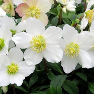 QAUZUY GARDEN 20+ Seeds Lenten Christmas Rose Seeds Black Hellebore (Helleborus Niger) Seeds- Perennial Evergreen Winter Flower - Easy to Grow