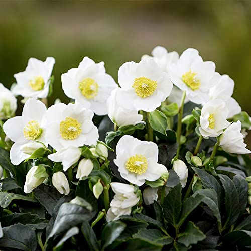 QAUZUY GARDEN 20+ Seeds Lenten Christmas Rose Seeds Black Hellebore (Helleborus Niger) Seeds- Perennial Evergreen Winter Flower - Easy to Grow