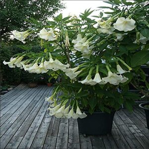 10 white angels trumpet seeds,snowy angel’s trumpet,brugmansia suaveolens,beautiful flowers,garden& outdoors-qauzuy garden