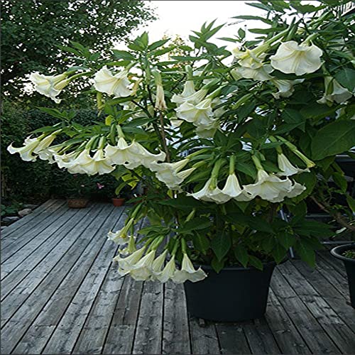 10 White Angels Trumpet Seeds,Snowy Angel's Trumpet,Brugmansia Suaveolens,Beautiful Flowers,Garden& Outdoors-QAUZUY GARDEN