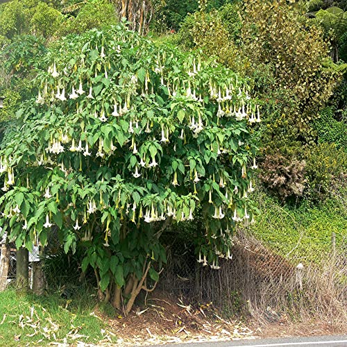 10 White Angels Trumpet Seeds,Snowy Angel's Trumpet,Brugmansia Suaveolens,Beautiful Flowers,Garden& Outdoors-QAUZUY GARDEN