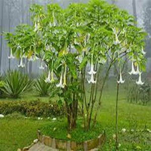 10 White Angels Trumpet Seeds,Snowy Angel's Trumpet,Brugmansia Suaveolens,Beautiful Flowers,Garden& Outdoors-QAUZUY GARDEN