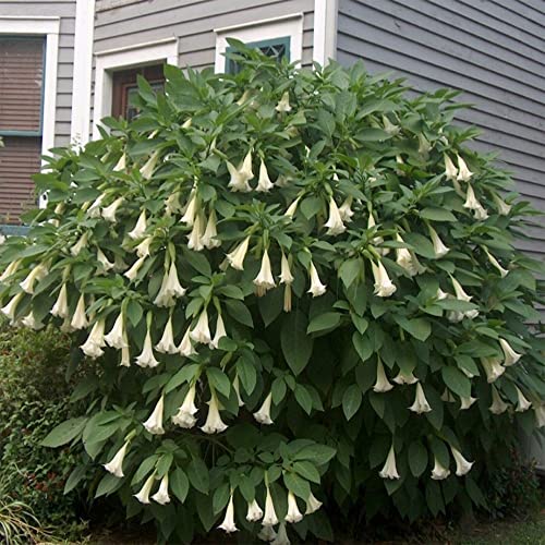 10 White Angels Trumpet Seeds,Snowy Angel's Trumpet,Brugmansia Suaveolens,Beautiful Flowers,Garden& Outdoors-QAUZUY GARDEN