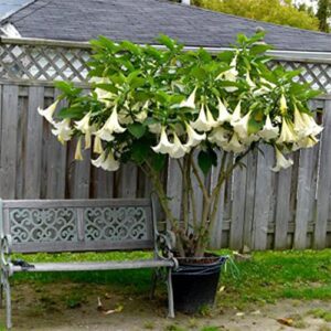 10 White Angels Trumpet Seeds,Snowy Angel's Trumpet,Brugmansia Suaveolens,Beautiful Flowers,Garden& Outdoors-QAUZUY GARDEN