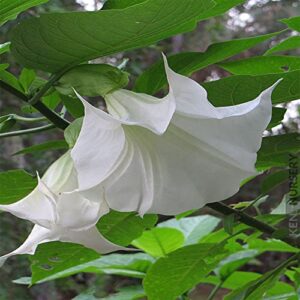 10 White Angels Trumpet Seeds,Snowy Angel's Trumpet,Brugmansia Suaveolens,Beautiful Flowers,Garden& Outdoors-QAUZUY GARDEN