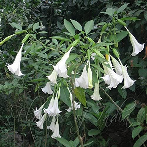 10 White Angels Trumpet Seeds,Snowy Angel's Trumpet,Brugmansia Suaveolens,Beautiful Flowers,Garden& Outdoors-QAUZUY GARDEN