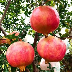 pomegranate live tree plant seedling,14-17inch height, very large orange red fruit with red arils and sweet tart juice great for home and garden yards planting
