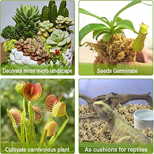 Legigo Natural Sphagnum Moss Potting Mix- Carnivorous Plant Moss Dried for Sarracenia Orchid Gardening Plants 2 Quart Sized Bag(Appx.3oz)