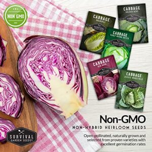 Survival Garden Seeds Cabbage Collection Seed Vault - 5 Non-GMO Heirloom Varieties - Red Acre, Golden Acres, Jersey Wakefield, Early Round Dutch & Michihili (Napa) - Plant & Grow Your Own Vegetables