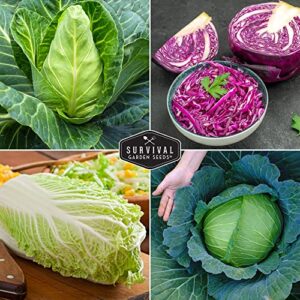 Survival Garden Seeds Cabbage Collection Seed Vault - 5 Non-GMO Heirloom Varieties - Red Acre, Golden Acres, Jersey Wakefield, Early Round Dutch & Michihili (Napa) - Plant & Grow Your Own Vegetables