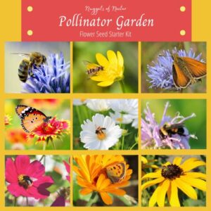 Nuggets of Nectar Pollinator Garden Flower Seed Starter Kit - Grow 6 Types of Wildflower Seeds Including Cosmos, Calendula, Bee Balm, Bachelor Button, Calliopsis and Black Eyed Susan Seeds