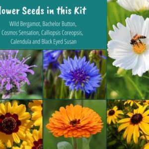 Nuggets of Nectar Pollinator Garden Flower Seed Starter Kit - Grow 6 Types of Wildflower Seeds Including Cosmos, Calendula, Bee Balm, Bachelor Button, Calliopsis and Black Eyed Susan Seeds