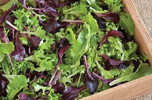 david’s garden seeds lettuce mix five star greenhouse 1934 (multi) 200 non-gmo, open pollinated seeds